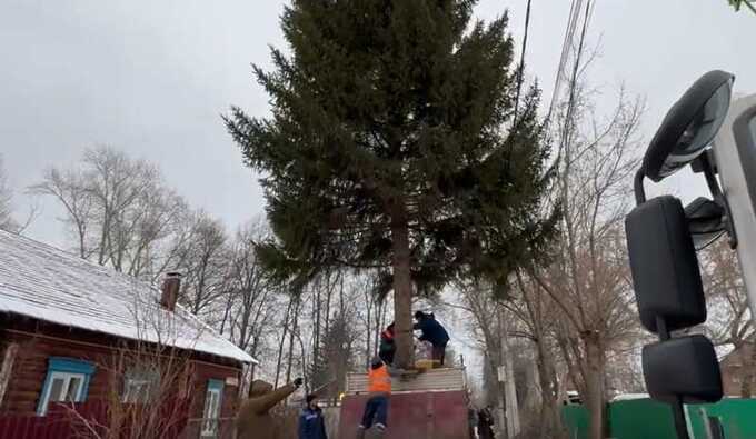 В Уфе срубили 30-летнюю ель для площади без согласия владелицы