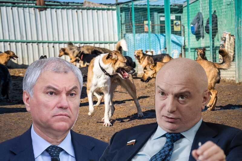 Конфликт между политиками Володиным и Клишасом: столкновение на фоне проблемы бездомных животных