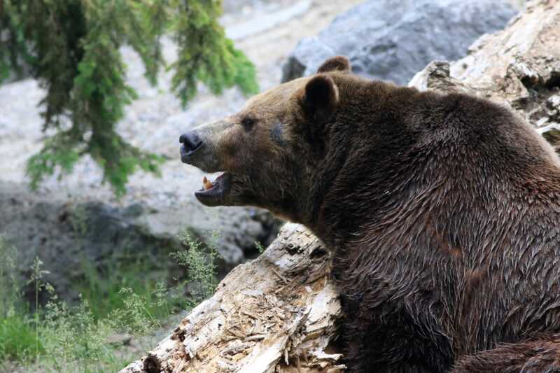 На Сахалине медведь напал на четырёх человек